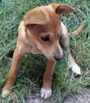 Cachorro raça desconheço idade 2 a 6 meses nome Doroty
