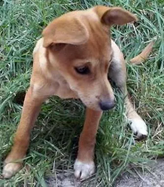 Cachorro ra a desconheço idade 2 a 6 meses nome Doroty
