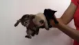 Gatinhos