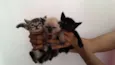 Gatinhos