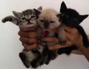 Gato raça Desconhecido idade Abaixo de 2 meses nome Gatinhos