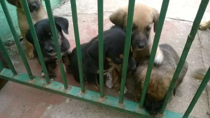 Cachorro raça SRD idade Abaixo de 2 meses nome filhotes