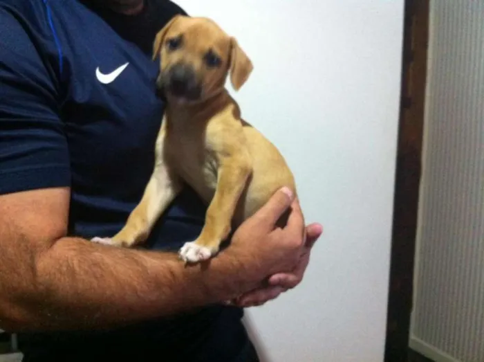 Cachorro ra a vira lata idade 2 a 6 meses nome TAYLA