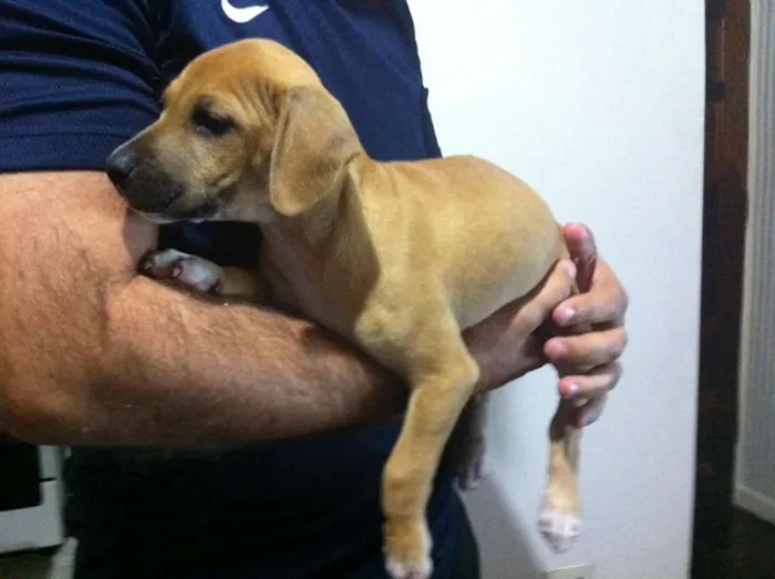 Cachorro ra a vira lata idade 2 a 6 meses nome TAYLA
