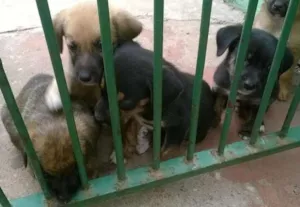 Cachorro raça SRD idade Abaixo de 2 meses nome filhotes