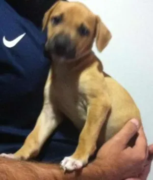 Cachorro raça vira lata idade 2 a 6 meses nome TAYLA