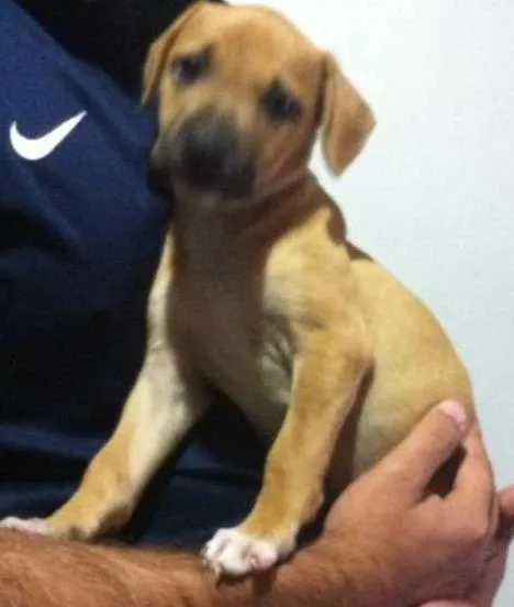 Cachorro ra a vira lata idade 2 a 6 meses nome TAYLA