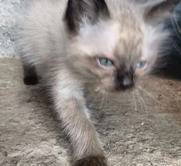 Gato ra a SRD idade 2 a 6 meses nome Princesas 