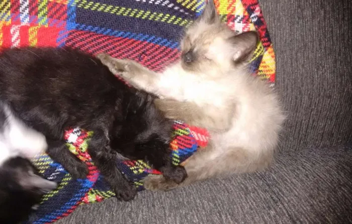 Gato ra a SRD idade 2 a 6 meses nome Princesas 