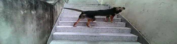 Cachorro ra a SRD idade  nome PHILL