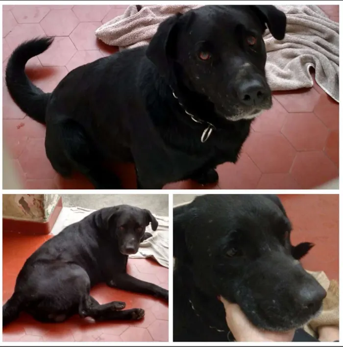 Cachorro ra a Parece com labrador idade  nome Indefinido