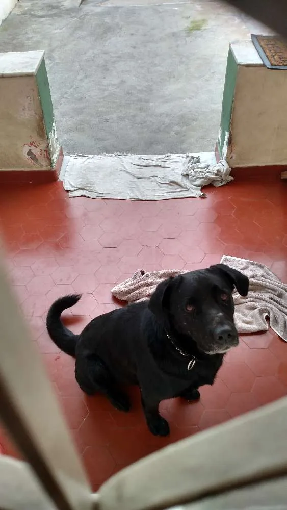 Cachorro ra a Parece com labrador idade  nome Indefinido