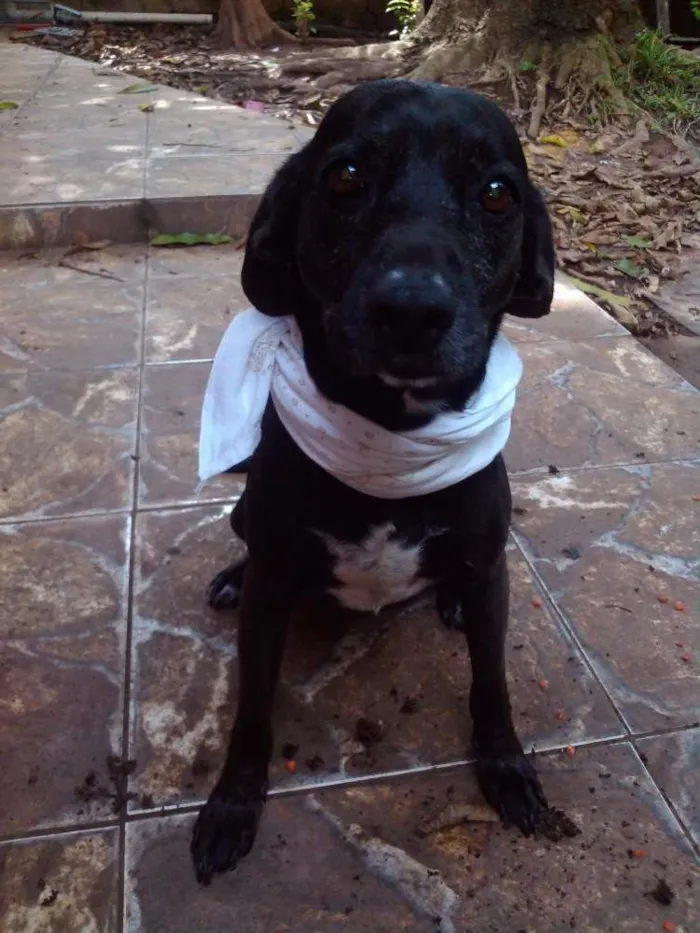 Cachorro ra a SRD idade 6 ou mais anos nome Beethoven
