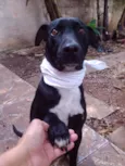Bolt