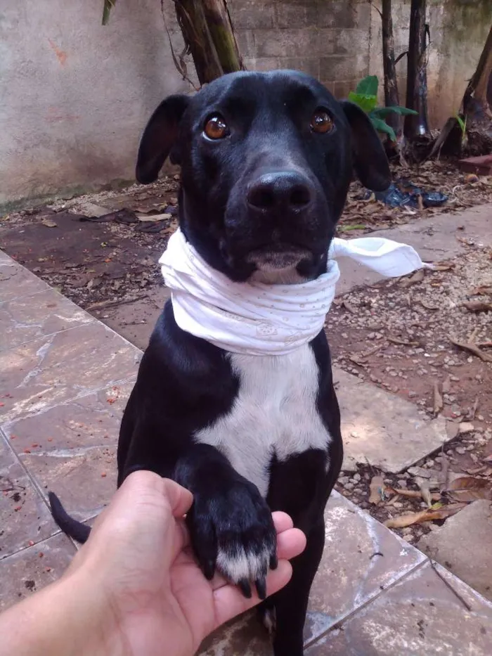 Cachorro ra a SRD idade 4 anos nome Bolt