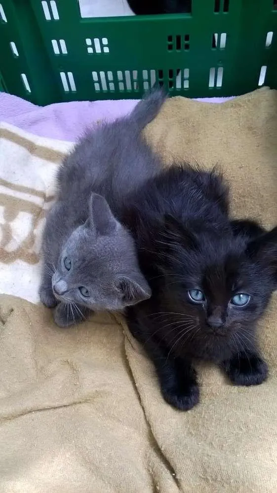 Gato ra a SRD idade Abaixo de 2 meses nome sem nome