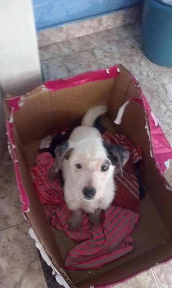 Cachorro ra a sem raça idade 2 a 6 meses nome Princesa