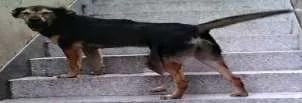 Cachorro ra a SRD idade  nome PHILL