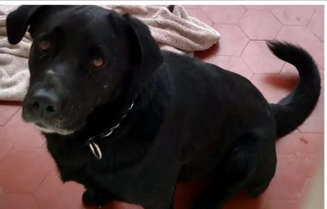 Cachorro ra a Parece com labrador idade  nome Indefinido