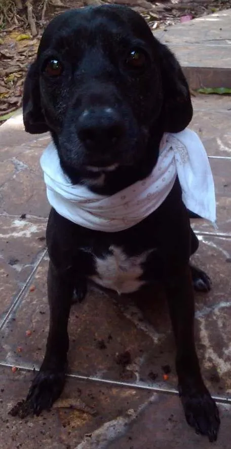 Cachorro ra a SRD idade 6 ou mais anos nome Beethoven