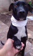 Bolt