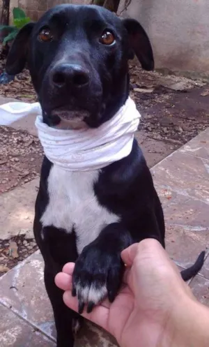 Cachorro raça SRD idade 4 anos nome Bolt