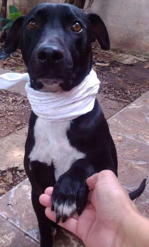 Cachorro ra a SRD idade 4 anos nome Bolt