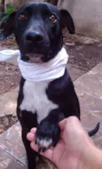 Bolt