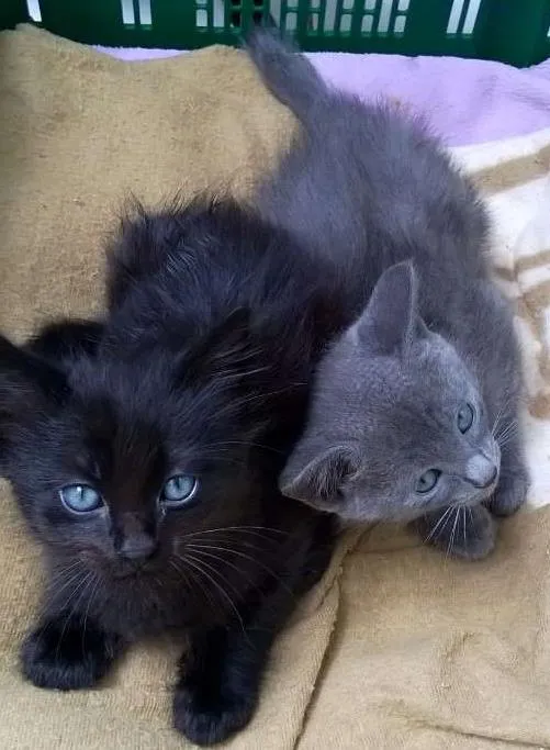 Gato ra a SRD idade Abaixo de 2 meses nome sem nome