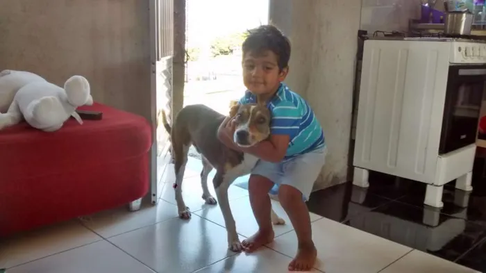 Cachorro raça Vira lata idade 2 anos nome Bethoven
