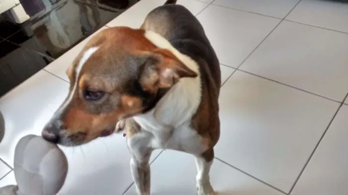 Cachorro raça Vira lata idade 2 anos nome Bethoven