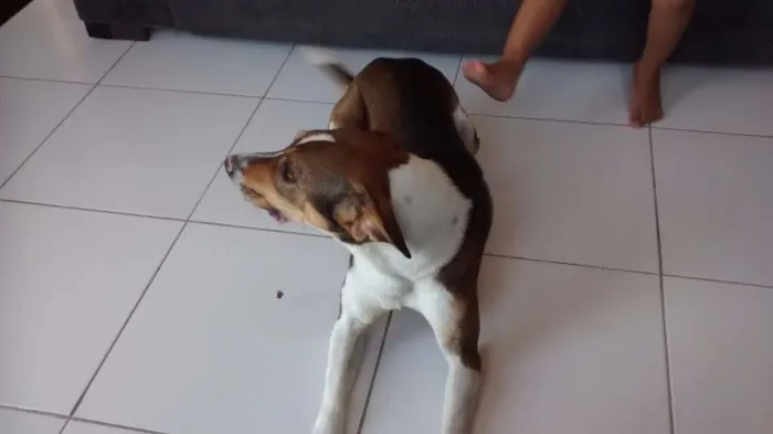 Cachorro raça Vira lata idade 2 anos nome Bethoven