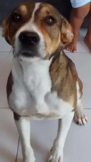 Cachorro raça Vira lata idade 2 anos nome Bethoven