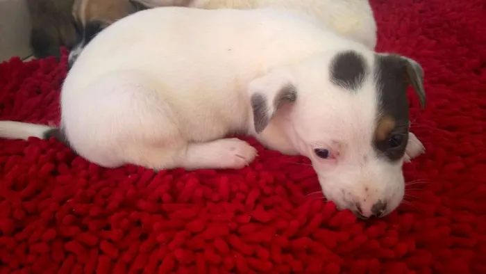 Cachorro ra a vira-lata idade 2 a 6 meses nome sem nomes