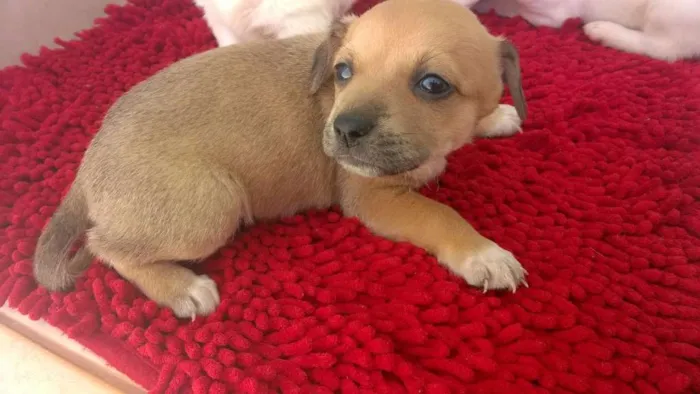 Cachorro ra a vira-lata idade 2 a 6 meses nome sem nomes
