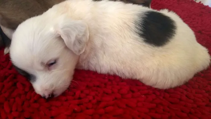Cachorro ra a vira-lata idade 2 a 6 meses nome sem nomes