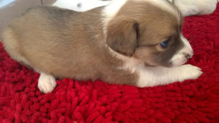 Cachorro ra a vira-lata idade 2 a 6 meses nome sem nomes