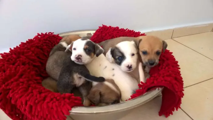 Cachorro ra a vira-lata idade 2 a 6 meses nome sem nomes
