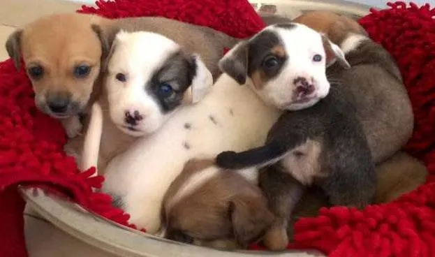 Cachorro ra a vira-lata idade 2 a 6 meses nome sem nomes