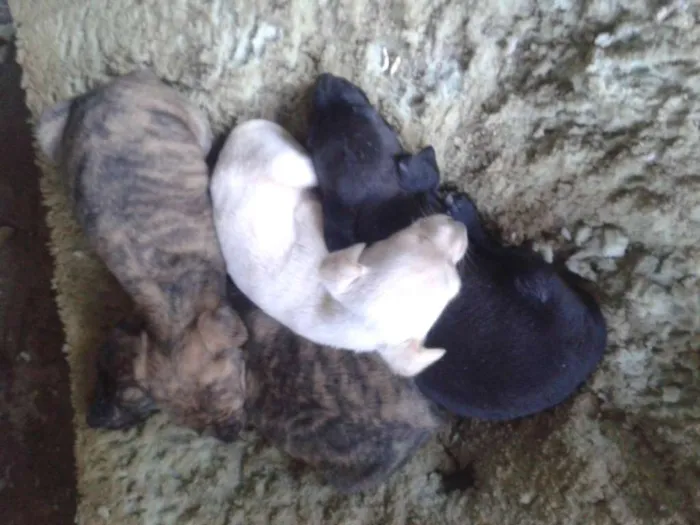 Cachorro ra a SRD idade Abaixo de 2 meses nome ....