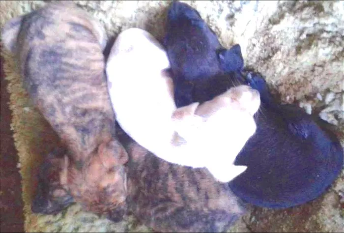 Cachorro ra a SRD idade Abaixo de 2 meses nome ....