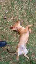 mestiço Dachshund "
