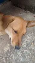 mestiço Dachshund "