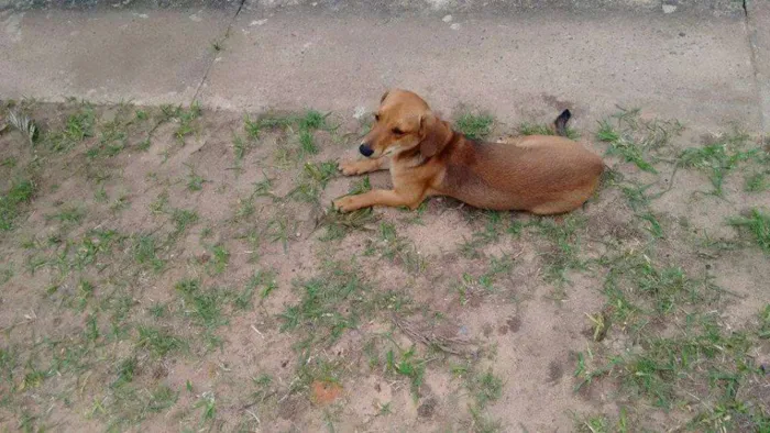 Cachorro ra a mestiço Dachshund "salsichinha" idade 7 a 11 meses nome mestiço Dachshund "