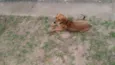 mestiço Dachshund "