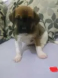 Lola, Pipo, Amora, 