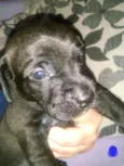 Lola, Pipo, Amora, 