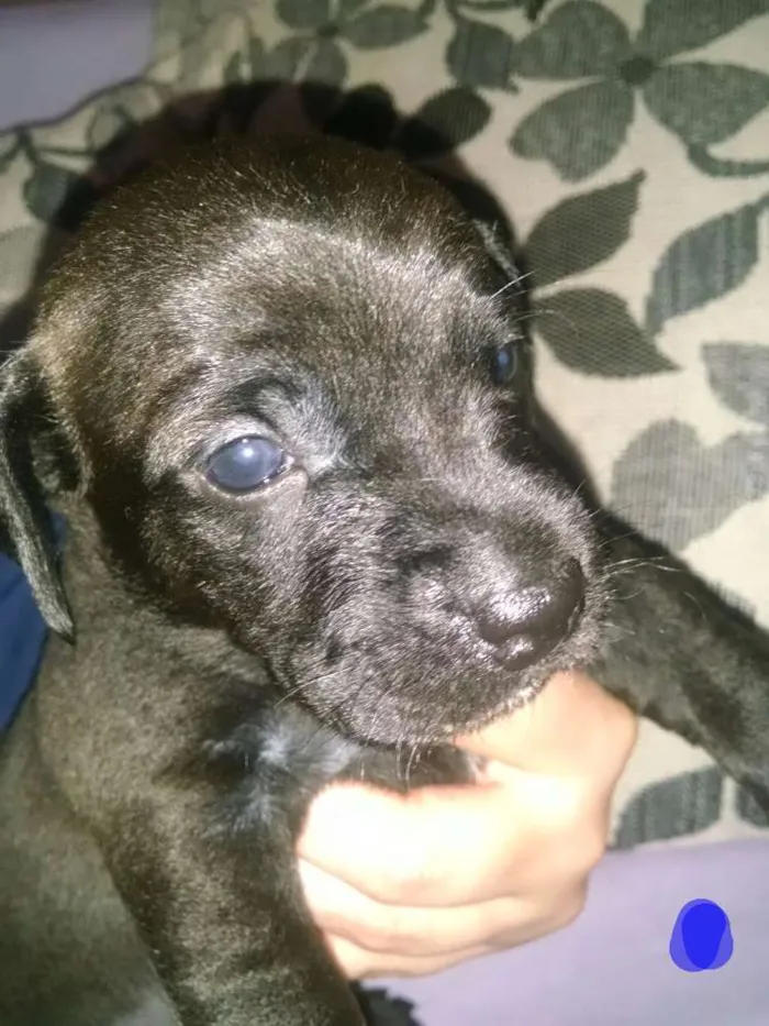 Cachorro ra a Mistura  idade Abaixo de 2 meses nome Lola, Pipo, Amora, 