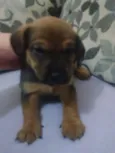 Lola, Pipo, Amora, 