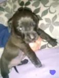 Lola, Pipo, Amora, 